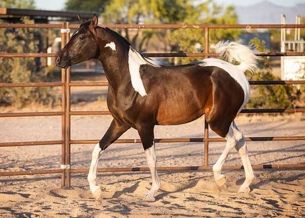 half-arabians-pinto-horse