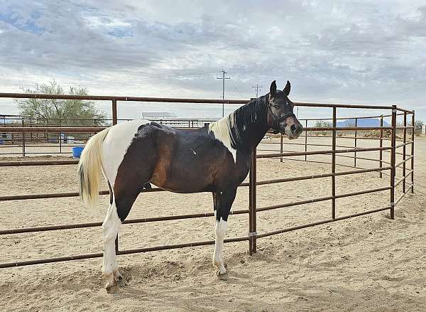 ipar-pinto-horse