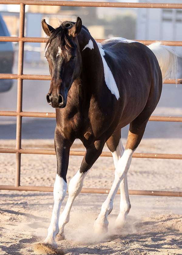 2023-foals-pinto-horse