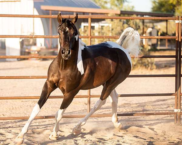 hahr-pinto-horse