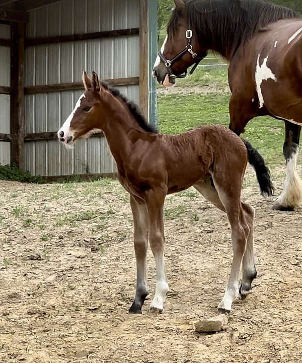 bay-overo-blaze-socks-spot-horse