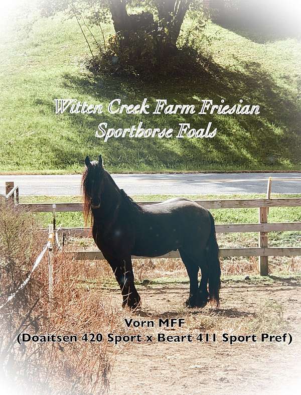 draft-cross-friesian-horse