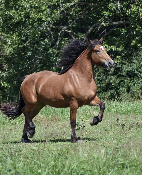 friesian-cross-horse