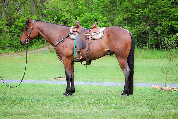 all-around-quarter-horse