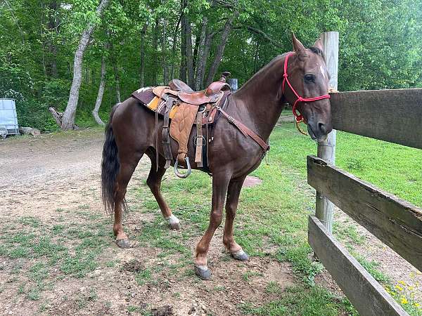 project-tennessee-walking-horse