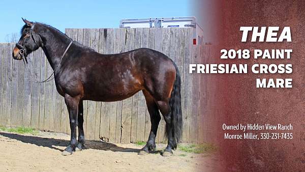 friesian-paint-gelding-horse