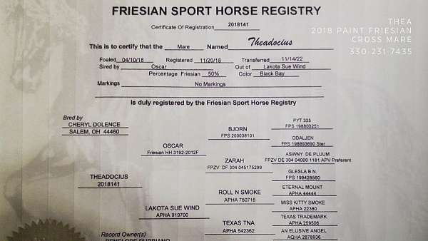 pleasure-driving-friesian-horse