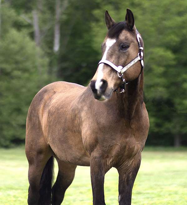 dappled-missouri-fox-trotter-horse