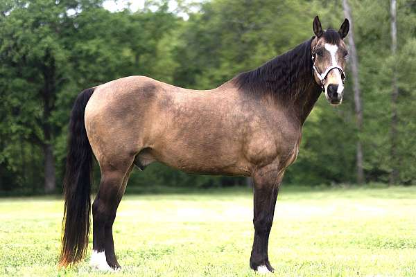 experienced-missouri-fox-trotter-horse