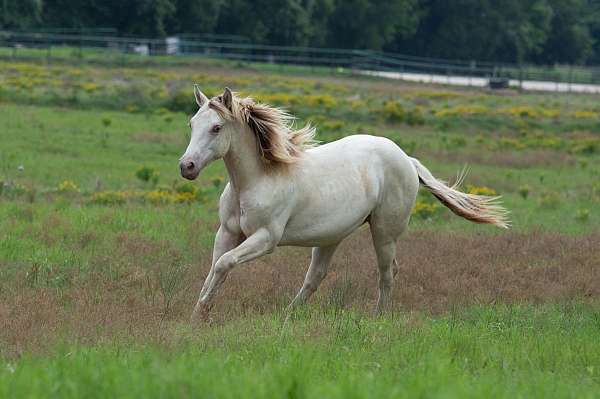 champagne-quarter-horse-gelding-yearling