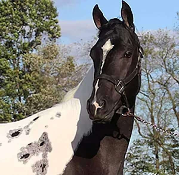 pinto-black-white-tobiano-blaze-horse