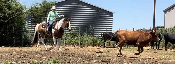 gypsy-quarter-horse