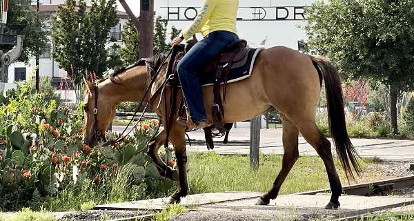 beginner-quarter-horse