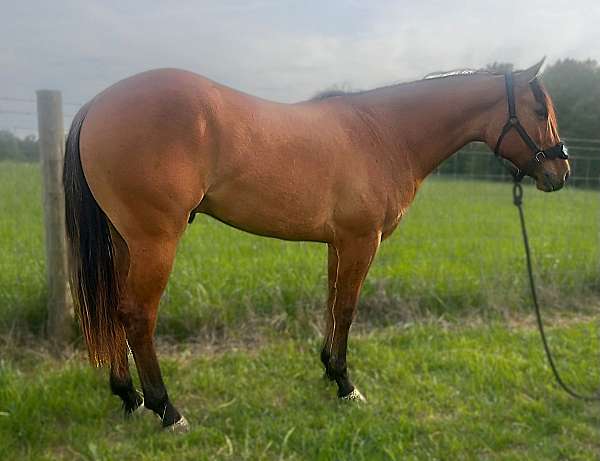 dun-quarter-horse-gelding