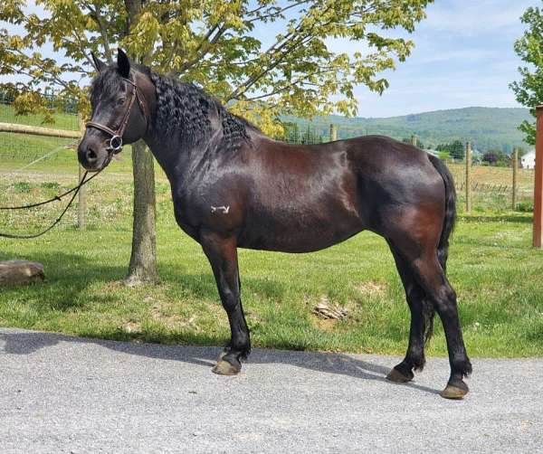 crossbredpercheronmorganquarterhorseblackathleticfungorgeousbeginnerdrivingtrailsmaryland-horse