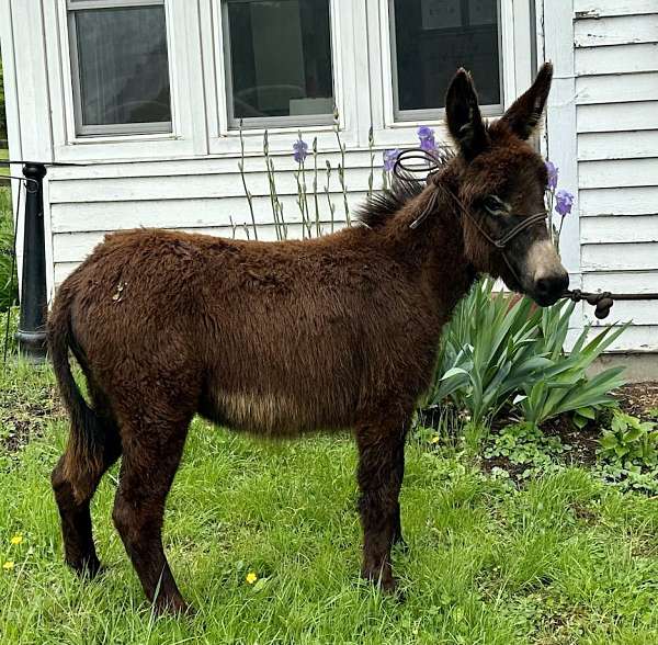 brown-donkey-filly