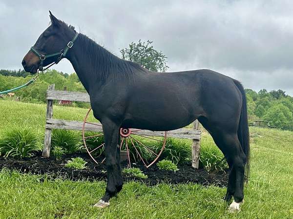 bay-standardbred-mare