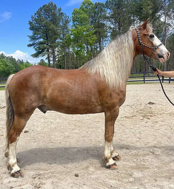 chestnut-gypsy-vanner-gelding