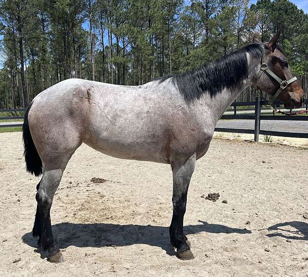 blue-roan-quarter-horse-mare