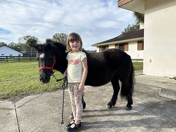 bay-pony-mare