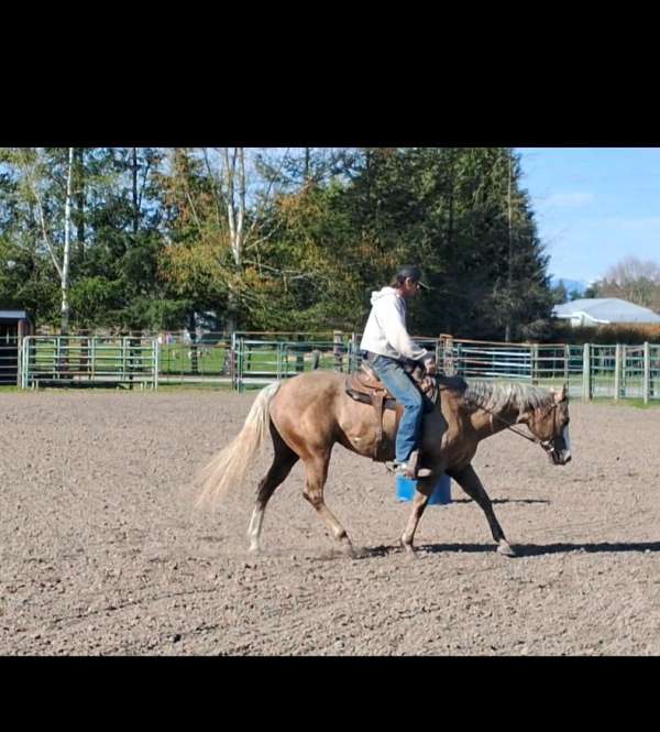 blaze-hind-sock-belly-spots-horse