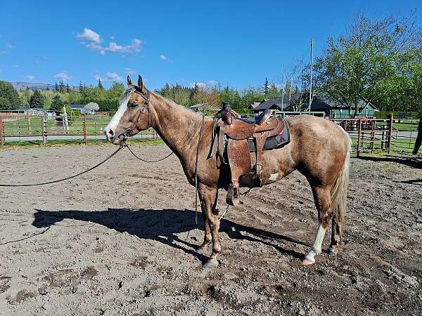 blaze-hind-sock-belly-spots