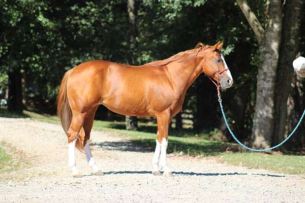 blaze-all-four-white-stocking-horse