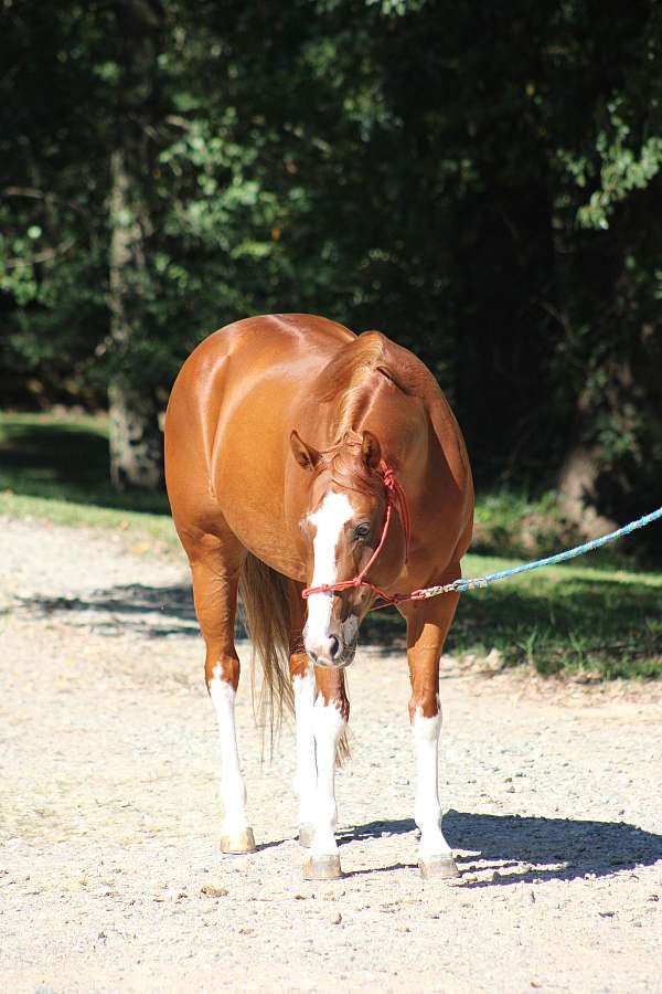 sorrel-blaze-all-four-white-stocking-horse