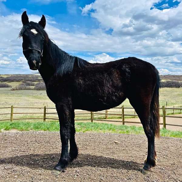 black-filly-draft-horse