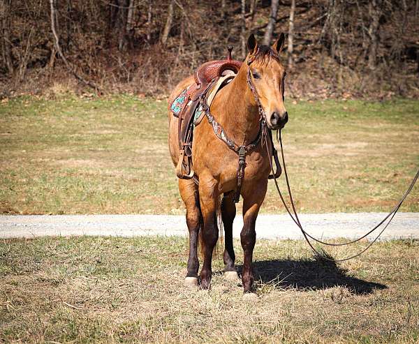 all-around-quarter-horse