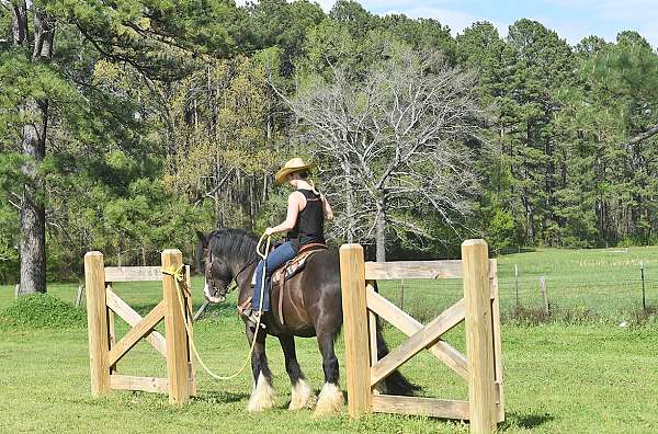 gelding-gypsy-vanner-horse