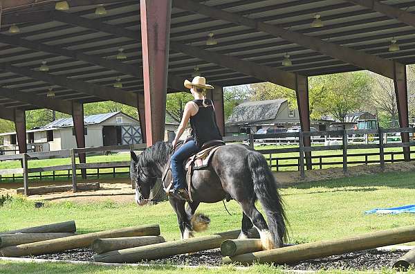 bombproof-gypsy-vanner-horse