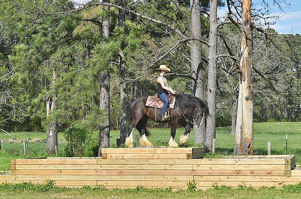 all-around-gypsy-vanner-horse