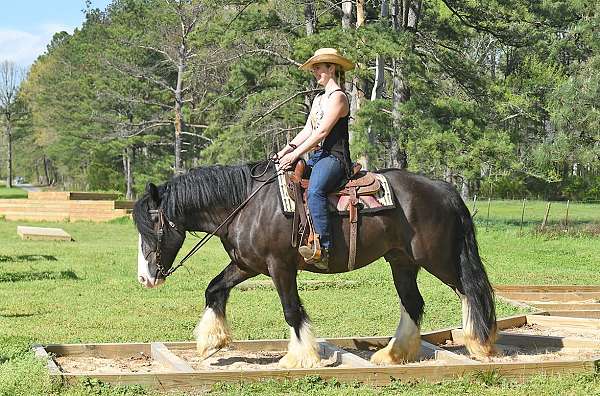 family-gypsy-vanner-horse