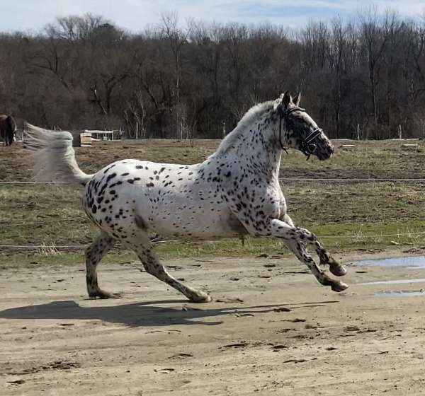 spotted-andalusian-horse