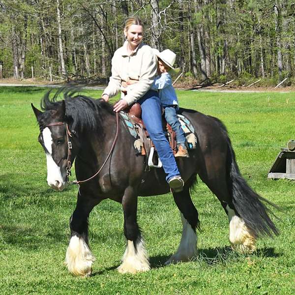 gentle-gypsy-vanner-horse