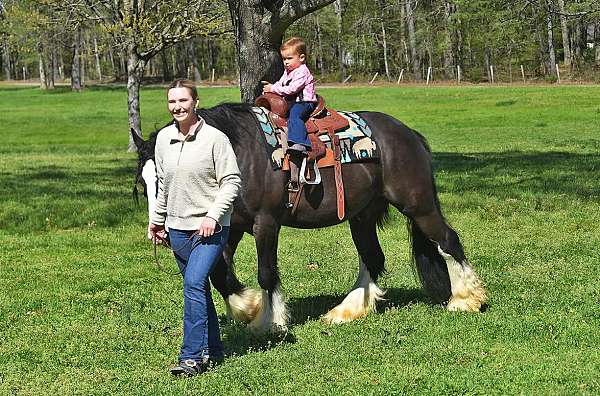 dressage-gypsy-vanner-horse