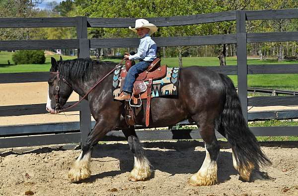 finished-gypsy-vanner-horse