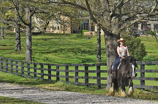 husband-safe-gypsy-vanner-horse