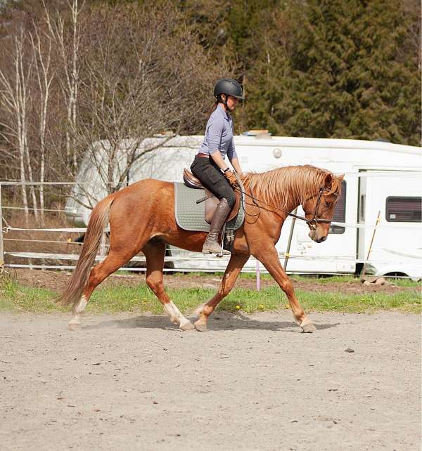 dressage-andalusian-horse