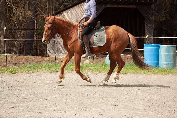 gymkhana-andalusian-horse