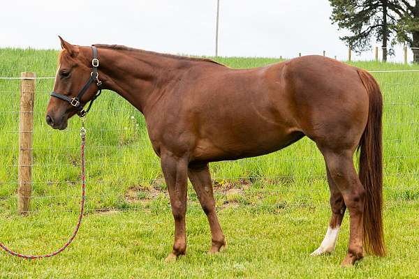 ohio-quarter-horse