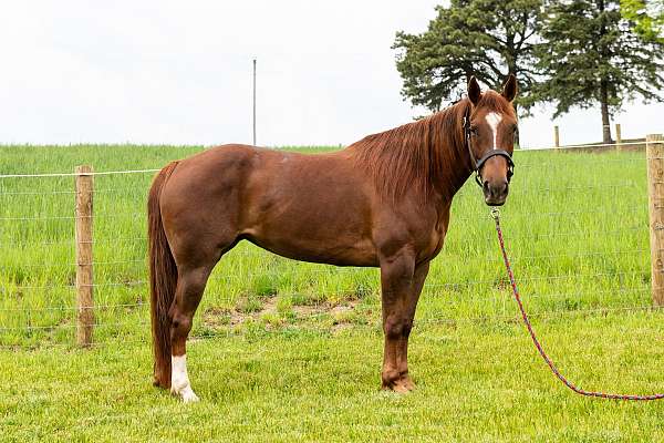 aqha-quarter-horse