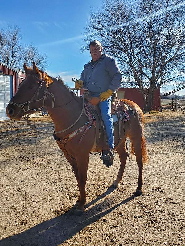 quarter-horse-gelding