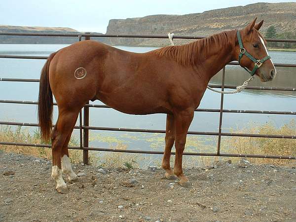 aqha-yearling-gelding