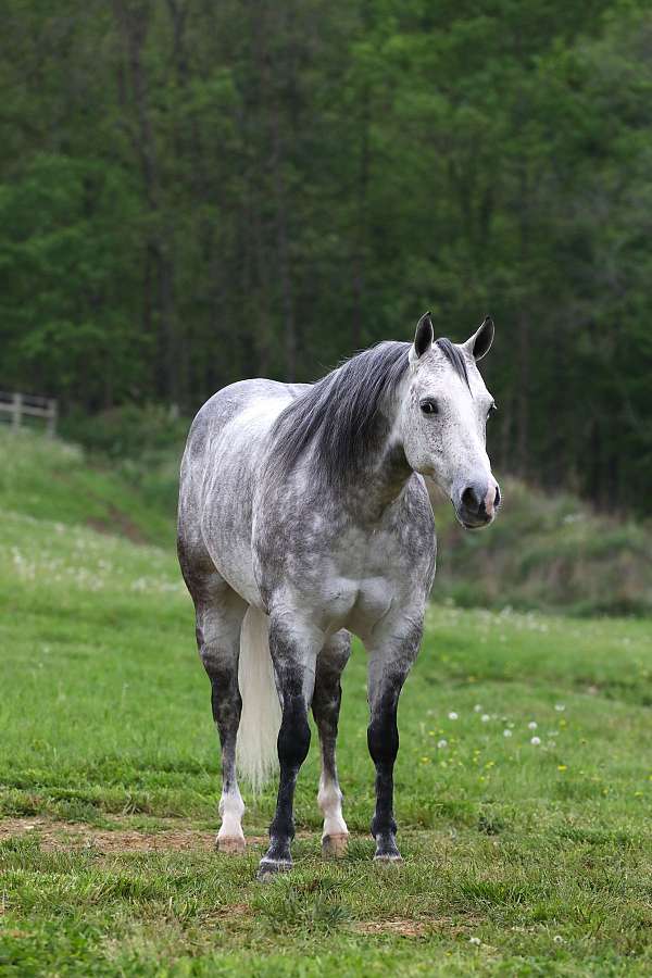 ranch-quarter-horse