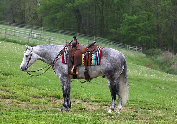 ranch-work-quarter-horse