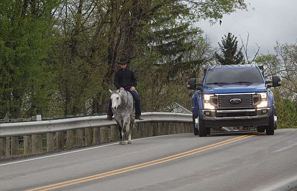 ridden-english-quarter-horse