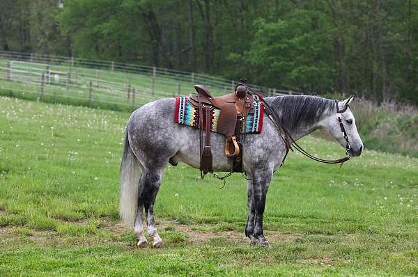 reining-quarter-horse