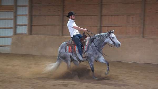 trail-quarter-horse